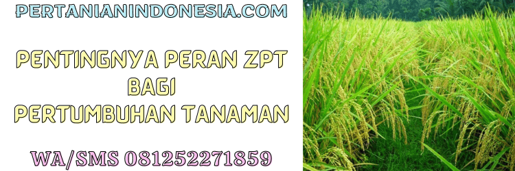 peran,fungsi,zat pengatur tumbuh,tanaman,budidaya